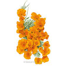 Maybe you would like to learn more about one of these? Orange California Poppy Seeds Flowers Botanical Interests