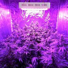 Check spelling or type a new query. Best Led Grow Lights For Growing Marijuana Grow Codes