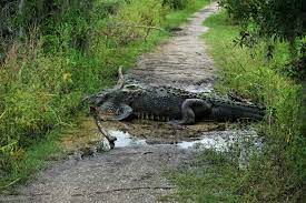 The park was purchased in 2000 for $7.4 million using funds. 25 Circle B Bar Reserve Lakeland Fl Ideas Lakeland Circle Lakeland Florida