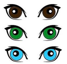 The Genetics Of Eye Color