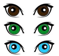 the genetics of eye color