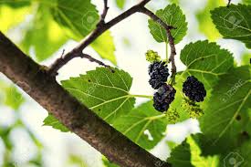 Maybe you would like to learn more about one of these? Ripe Black Berry Hanging On Morus Tree Branch Black Mulberry Morus Nigra Close Up Macro Black Ripe And Unripe Mulberries On The Branch Wild Mulberry Hanging On Branch With Green Leaves Stock Photo Picture