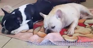 How much are southern california french bulldog puppies for sale? Award Winning French Bulldog Breeder Arlees French Bulldogs