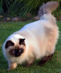 The birman, also called the sacred cat of burma, is a domestic cat breed. Balinese Cat Price Australia Bali Gates Of Heaven