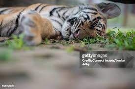 56 Sleeping Tiger Cub Stock Photos, High-Res Pictures, and Images - Getty  Images | Sleeping kitten