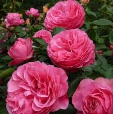 David austin or english roses have always been popular with new zealand gardeners with their old fashioned blooms named for the home of well known horticulturist and garden designer gertrude jekyll in surrey, england, 'munstead wood' is an award winner in. Leonardo Da Vinci Gilroy Nurseries