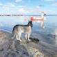 Yappy Hour at Baker's Cay Resort