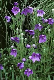 Pin On Tracy Plants