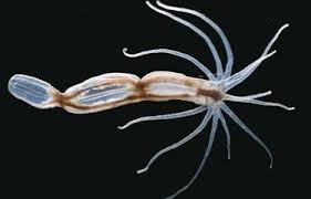 Image result for Aneilema nyasense