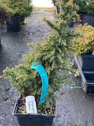 Image result for Cryptomeria