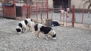 Rasa ciobanesc romanesc de bucovina denota un caracter calm, echilibrat, demn, foarte devotat stapanilor. Skachat Besplatno Pesnyu Caine Ciobanesc De Bucovina Agresiv Varsta 1 4 Ani 2017 V Mp3 I Bez Registracii Mp3hq