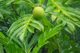 Daun sukun mengandung kalium, yang sangat berguna karena dapat menguraikan batu ginjal sehingga bisa larut dengan. 6 Manfaat Daun Sukun Dan Cara Pengolahannya Yang Benar