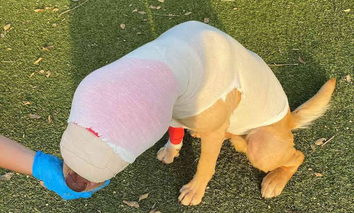 Buddy the Dog Recovering After Being Intentionally Set on Fire