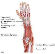 A very slight change in the length of the biceps causes a much larger movement of the forearm and hand, but the force applied by the biceps. Muscles Of The Forearm