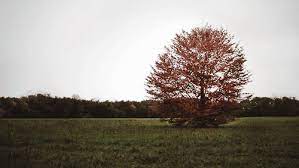 Find & download free graphic resources for tree wind. Crisp Air Fallen Leaves Nature Gif Nature Scenery