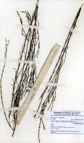 Image result for Sopubia ramosa