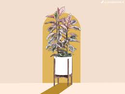 Maybe you would like to learn more about one of these? Pink Rubber Tree Care Guide Plant Care Tips And More La Residence