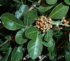 Image result for Searsia pentheri