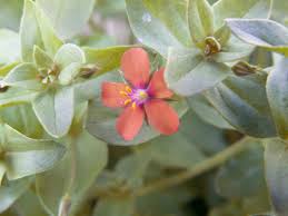 Image result for Anagallis pumila