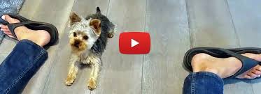 We did not find results for: Smart Yorkie Puppy Gets The Treat Petrage