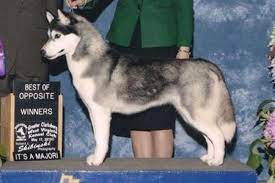 Midnight White Siberians Siberian Husky Puppies Husky Puppy Siberian Husky Puppies Husky
