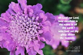 I can read the book of mormon (january 2020 liahona and friend). Pin Cushion Flowers Bible Verse Psalm 6 1 Photograph By Dee Leah G