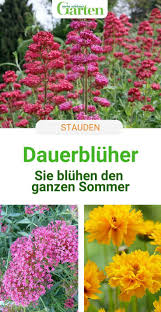 Die Besten Dauerbluher Fur Endlos Schone Staudenbeete Garten Bepflanzen Staudenbeet Blumen Fur Garten