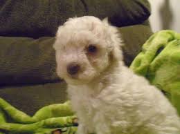 Mom and dad are both red poodles and are akc registered. Ckc Reg Mini Poodle Puppies For Sale In Lebanon New Hampshire Classified Americanlisted Com