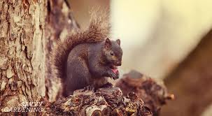 Now the question is, how can we attract the squirrels to our yard? How To Keep Squirrels Out Of Your Garden