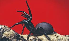 94 396 062 691 call us at 0434 998 263 You Call That A Deadly Spider Australia S Funnel Web Can Kill In 15 Minutes Australia News The Guardian