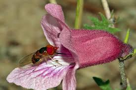 Image result for Dicerocaryum senecioides