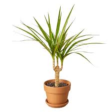 Image result for Dracaena laxissima