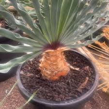 Image result for Boophone