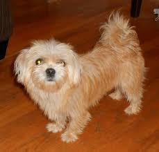 Lancaster puppies has morkie puppies for sale. Morkie Puppy Morkie Information And Pictures Of Full Grown Morkies