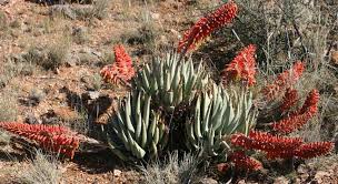 Image result for Sporobolus bechuanicus