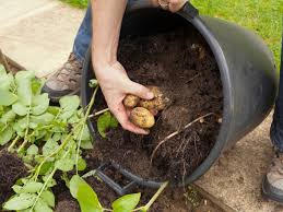 The list of things you'll need: Growing Potatoes In Containers How To Grow Potatoes In A Pot