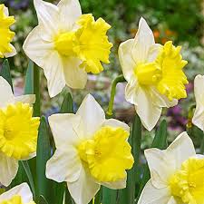 Buy Cornish King Daffodil Breck S In 2020 Daffodils Part Shade Flowers Shade Flowers