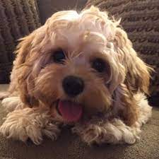 A cockapoo is a good choice for people that sufferers from allergies. About Carriage House Cockapoo Puppies Cockapoo Puppy Breeder In Virginia