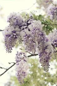 Wisteria Beautiful Flowers Pretty Flowers Beautiful Blooms