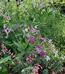Image result for Nicotiana