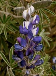 Image result for Lupinus pubescens