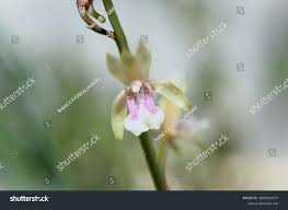 Image result for Oeceoclades decaryana