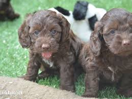 Feel free to browse hundreds of active classified puppy for sale listings, from dog breeders in pa and the surrounding areas. Free Cockapoo Puppies Near Me