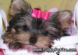We'll safely and securely deliver your new. Puppy Petite Nyc Quality Puppies For Sale