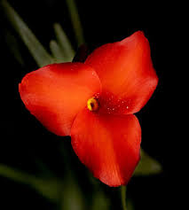 Image result for Albertisia exelliana