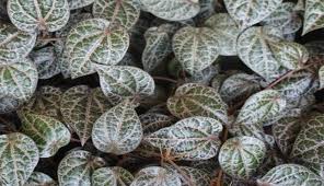 Manfaat daun sirih merah tidak hanya untuk nyirih, tenyata bagur untuk kesehatan tubuh. Atasi Mastitis Dengan Daun Sirih Merah