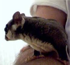 Sugar Glider Possums Marsupials Petaurus Breviceps