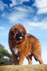 tibetskij mastif sobaka dorozhe brilliantov 1 500 000 poroda tibetskij mastiff proizoshla ot tibetan mastiff tibetan mastiff dog giant dog breeds