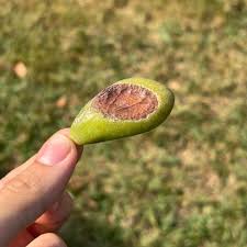 Image result for Crassula vaginata