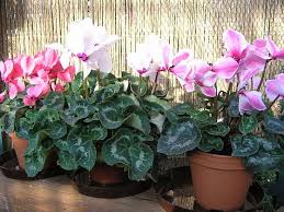 Image result for puklice na pokojových rostlinách obrázek